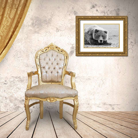 Brown bear resting on the beach-Silver Salmon Creek-Lake Clark National Park-Alaska Gold Ornate Wood Framed Art Print with Double Matting by Jones, Adam