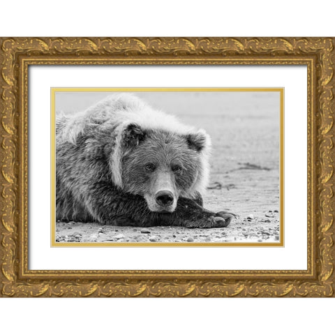 Brown bear resting on the beach-Silver Salmon Creek-Lake Clark National Park-Alaska Gold Ornate Wood Framed Art Print with Double Matting by Jones, Adam
