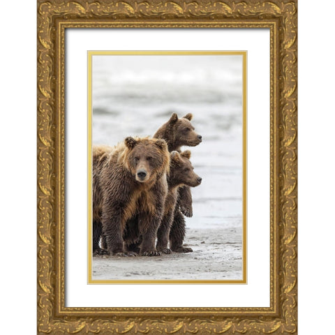 Female Brown bear and cubs-Silver Salmon Creek-Lake Clark National Park-Alaska Gold Ornate Wood Framed Art Print with Double Matting by Jones, Adam
