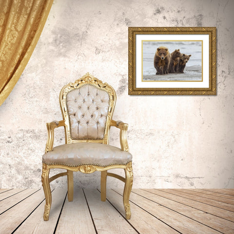 Female Brown bear and cubs-Silver Salmon Creek-Lake Clark National Park-Alaska Gold Ornate Wood Framed Art Print with Double Matting by Jones, Adam