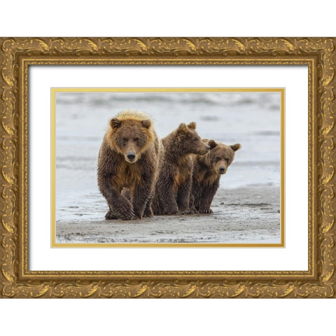 Female Brown bear and cubs-Silver Salmon Creek-Lake Clark National Park-Alaska Gold Ornate Wood Framed Art Print with Double Matting by Jones, Adam