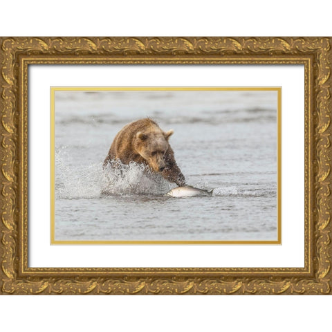 Brown bear chasing salmon-Silver Salmon Creek-Lake Clark National Park-Alaska Gold Ornate Wood Framed Art Print with Double Matting by Jones, Adam