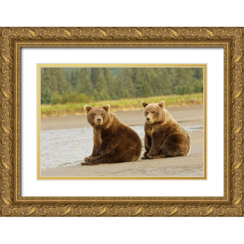Brown bear cubs nursing-Silver Salmon Creek-Lake Clark National Park-Alaska Gold Ornate Wood Framed Art Print with Double Matting by Jones, Adam