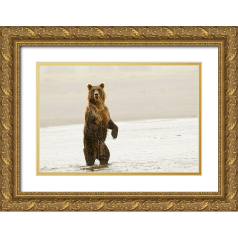 Brown bear standing upright-Silver Salmon Creek-Lake Clark National Park-Alaska Gold Ornate Wood Framed Art Print with Double Matting by Jones, Adam