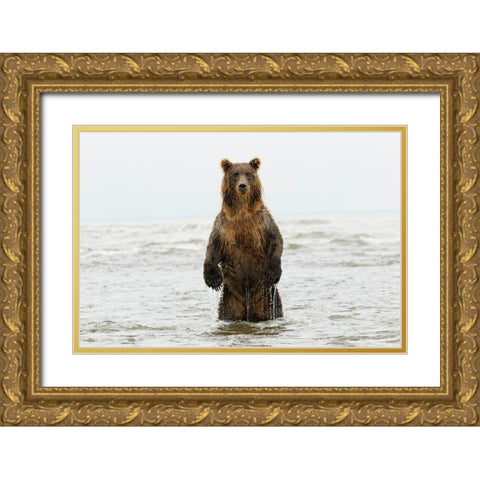 Brown bear standing upright-Silver Salmon Creek-Lake Clark National Park-Alaska Gold Ornate Wood Framed Art Print with Double Matting by Jones, Adam