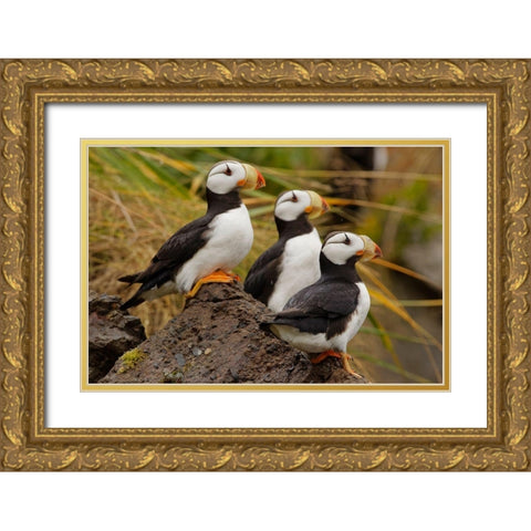 Horned Puffin-Fratercula corniculata-Lake Clark National Park-Alaska Gold Ornate Wood Framed Art Print with Double Matting by Jones, Adam