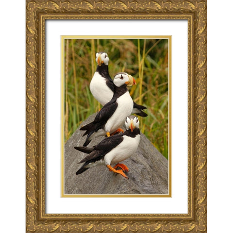Horned Puffin-Fratercula corniculata-Lake Clark National Park-Alaska Gold Ornate Wood Framed Art Print with Double Matting by Jones, Adam