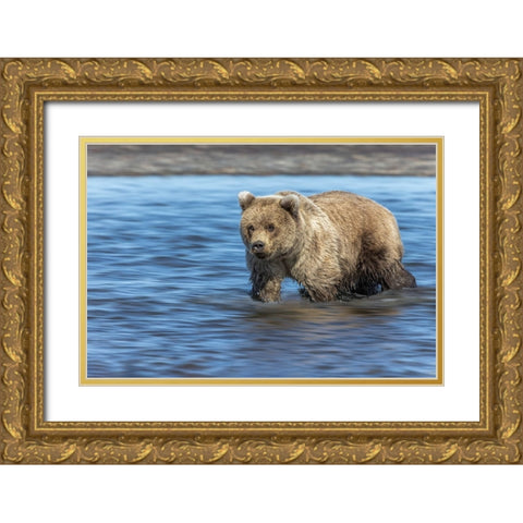 Grizzly bear cub-Lake Clark National Park and Preserve-Alaska Gold Ornate Wood Framed Art Print with Double Matting by Jones, Adam