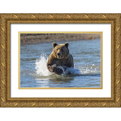 Grizzly bear chasing fish in Silver Salmon Creek-Lake Clark National Park and Preserve-Alaska Gold Ornate Wood Framed Art Print with Double Matting by Jones, Adam