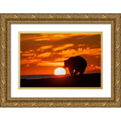Adult grizzly bear silhouetted on beach at sunrise-Lake Clark National Park and Preserve Gold Ornate Wood Framed Art Print with Double Matting by Jones, Adam