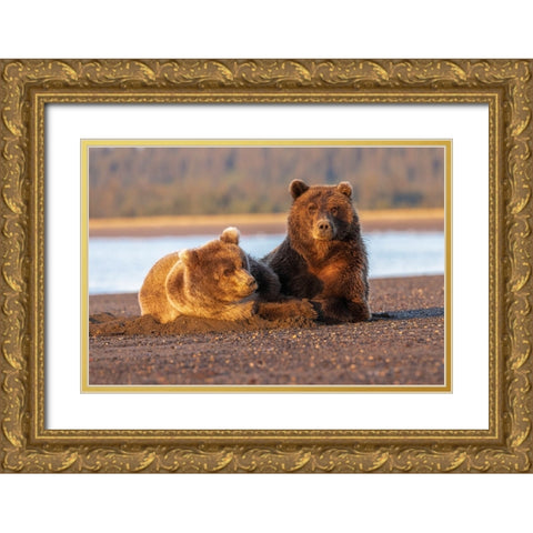 Adult female grizzly bear and cub sleeping on beach at sunrise-Lake Clark National Park and Preserve Gold Ornate Wood Framed Art Print with Double Matting by Jones, Adam