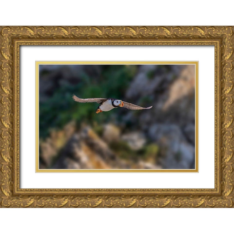 Horned puffin flying-Bird Island-Lake Clark National Park and Preserve-Alaska Gold Ornate Wood Framed Art Print with Double Matting by Jones, Adam