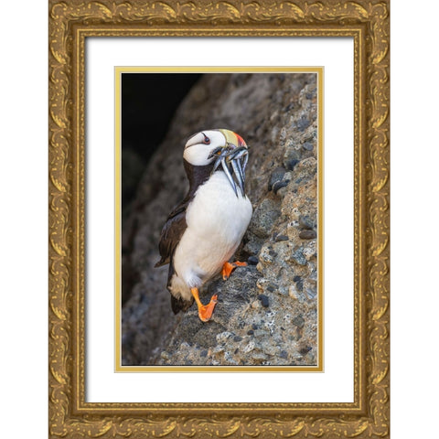 Horned puffin with needle fish in beak-Bird Island-Lake Clark National Park and Preserve-Alaska Gold Ornate Wood Framed Art Print with Double Matting by Jones, Adam