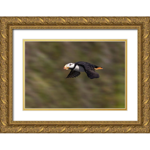 Horned puffin-Bird Island-Lake Clark National Park and Preserve-Alaska Gold Ornate Wood Framed Art Print with Double Matting by Jones, Adam