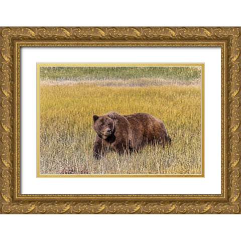 Adult female grizzly bear crossing grassy meadow-Lake Clark National Park and Preserve-Alaska Gold Ornate Wood Framed Art Print with Double Matting by Jones, Adam