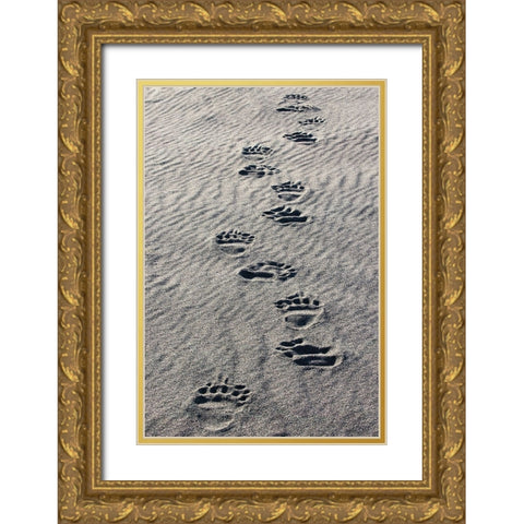 Adult grizzly bear tracks on sandy beach-Lake Clark National Park and Preserve-Alaska Gold Ornate Wood Framed Art Print with Double Matting by Jones, Adam