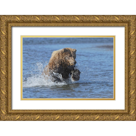 Adult grizzly bear chasing fish-Lake Clark National Park and Preserve-Alaska-Silver Salmon Creek Gold Ornate Wood Framed Art Print with Double Matting by Jones, Adam