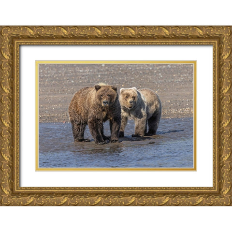 Grizzly bear cub and adult female-Lake Clark National Park and Preserve-Alaska-Silver Salmon Creek Gold Ornate Wood Framed Art Print with Double Matting by Jones, Adam