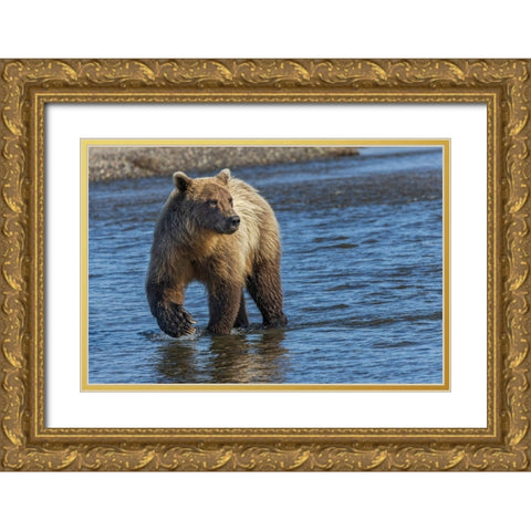 Adult grizzly bear chasing fish-Lake Clark National Park and Preserve-Alaska-Silver Salmon Creek Gold Ornate Wood Framed Art Print with Double Matting by Jones, Adam