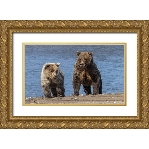 Grizzly bear cub and adult female-Lake Clark National Park and Preserve-Alaska-Silver Salmon Creek Gold Ornate Wood Framed Art Print with Double Matting by Jones, Adam