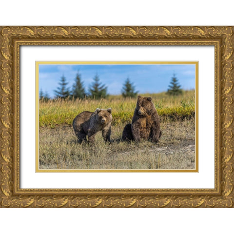 Grizzly bear cub and adult female-Lake Clark National Park and Preserve-Alaska-Silver Salmon Creek Gold Ornate Wood Framed Art Print with Double Matting by Jones, Adam