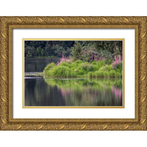 Fireweed blooming on small island in lake-Margaret Eagan Sullivan Park-Anchorage-Alaska Gold Ornate Wood Framed Art Print with Double Matting by Jones, Adam