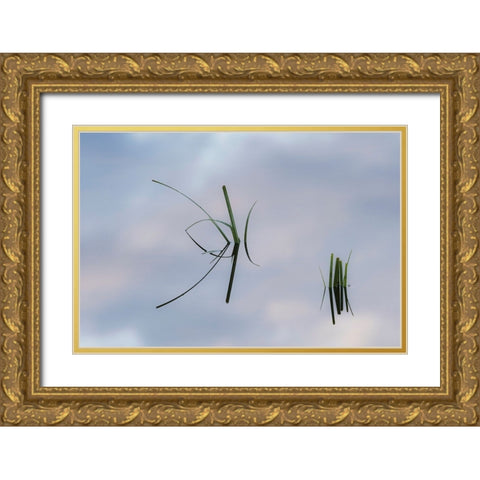 Grass stems and sky reflecting on pond surface-Lake Clark National Park and Preserve-Alaska Gold Ornate Wood Framed Art Print with Double Matting by Jones, Adam