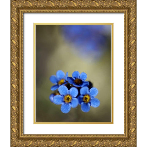 AK, Arctic NWR, Alpine forget-me-not flowers Gold Ornate Wood Framed Art Print with Double Matting by Kirkland, Dennis