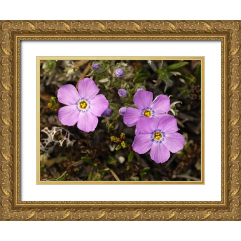 AK, Arctic NWR, Siberian flox flowers Gold Ornate Wood Framed Art Print with Double Matting by Kirkland, Dennis