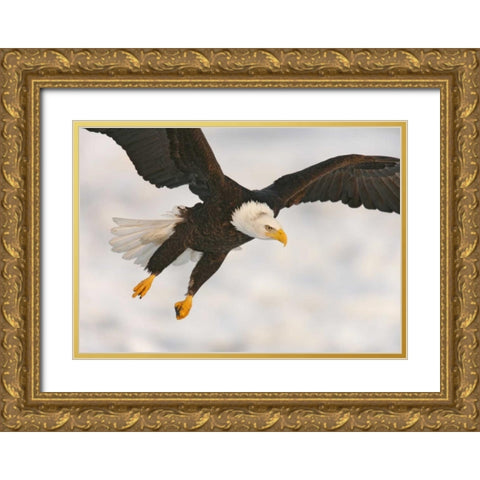 USA, Alaska, Homer Bald eagle in landing posture Gold Ornate Wood Framed Art Print with Double Matting by Morris, Arthur