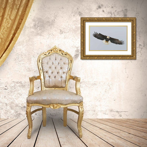 Alaska, Homer Bald eagle flying Gold Ornate Wood Framed Art Print with Double Matting by Morris, Arthur