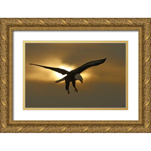 AK, Homer Bald eagle in preparing to land Gold Ornate Wood Framed Art Print with Double Matting by Morris, Arthur