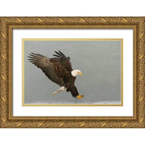 USA, Alaska, Homer Bald eagle in landing posture Gold Ornate Wood Framed Art Print with Double Matting by Morris, Arthur