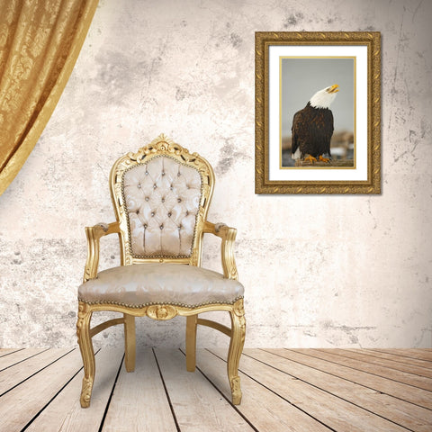 Alaska, Homer Bald eagle sitting on log calling Gold Ornate Wood Framed Art Print with Double Matting by Morris, Arthur
