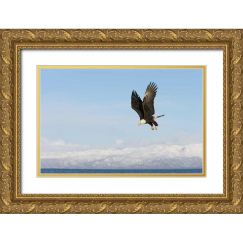 AK, Homer Bald eagle in flight with upbeat wings Gold Ornate Wood Framed Art Print with Double Matting by Morris, Arthur