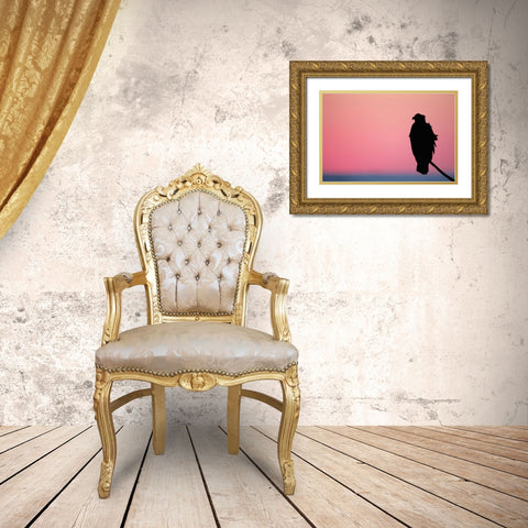 USA, Alaska, Homer Bald eagle resting on limb Gold Ornate Wood Framed Art Print with Double Matting by Morris, Arthur