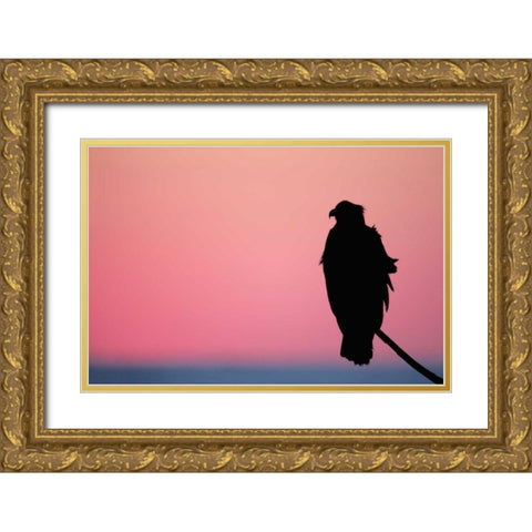 USA, Alaska, Homer Bald eagle resting on limb Gold Ornate Wood Framed Art Print with Double Matting by Morris, Arthur