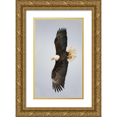 Alaska, Homer Bald eagle flying Gold Ornate Wood Framed Art Print with Double Matting by Morris, Arthur