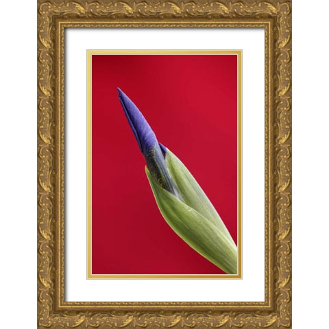 USA, Alaska, Nome Wild iris budding Gold Ornate Wood Framed Art Print with Double Matting by Morris, Arthur