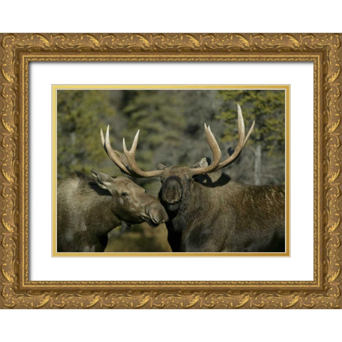 Alaska, Anchorage Male and female moose nuzzle Gold Ornate Wood Framed Art Print with Double Matting by Morris, Arthur