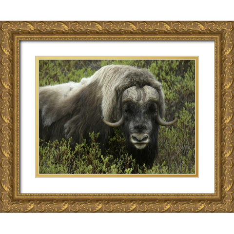 Alaska, Nome Musk ox standing in bushes Gold Ornate Wood Framed Art Print with Double Matting by Morris, Arthur