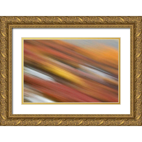 AK, Denali NP Abstract blur of autumn tundra Gold Ornate Wood Framed Art Print with Double Matting by Morris, Arthur
