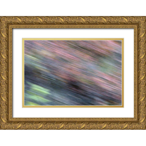 AK, Denali NP Blur of autumn tundra spruce trees Gold Ornate Wood Framed Art Print with Double Matting by Morris, Arthur