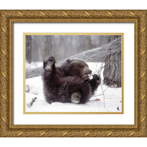 Alaska Grizzly plays with tree branch in winter Gold Ornate Wood Framed Art Print with Double Matting by Zuckerman, Jim