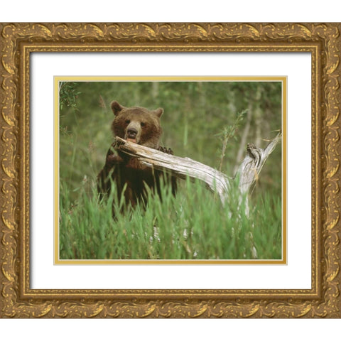USA, Alaska Grizzly bear licks dead tree branch Gold Ornate Wood Framed Art Print with Double Matting by Zuckerman, Jim