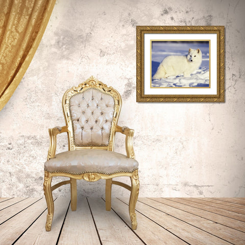 USA, Alaska Arctic fox in winter coat Gold Ornate Wood Framed Art Print with Double Matting by Zuckerman, Jim