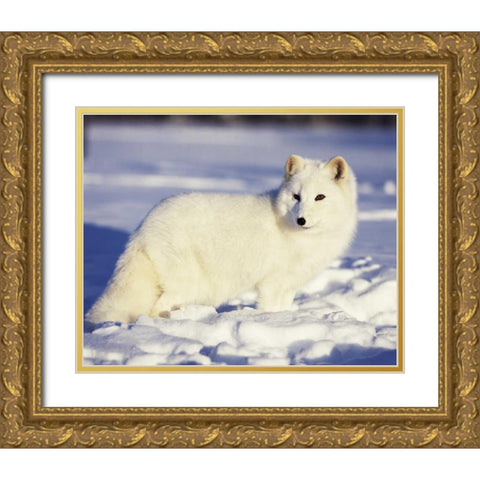 USA, Alaska Arctic fox in winter coat Gold Ornate Wood Framed Art Print with Double Matting by Zuckerman, Jim