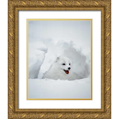 USA, Alaska Arctic fox in winter coat Gold Ornate Wood Framed Art Print with Double Matting by Zuckerman, Jim
