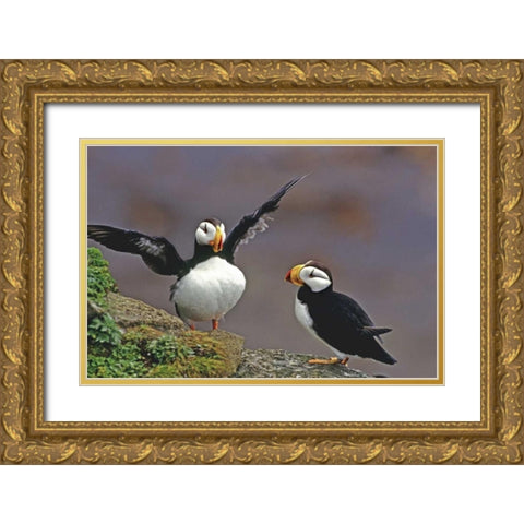AK, St George Isl Horned puffins interacting Gold Ornate Wood Framed Art Print with Double Matting by Welling, Dave