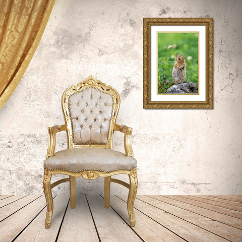 AK, Hatcher Pass Arctic ground squirrel on rock Gold Ornate Wood Framed Art Print with Double Matting by Welling, Dave